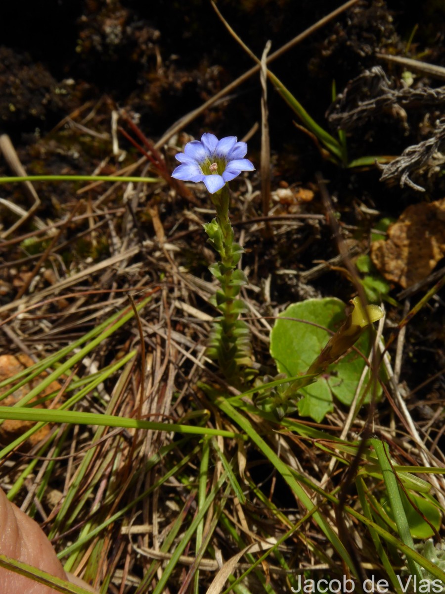 Gentiana pedicellata subsp. zeylanica (Griseb.) Halda